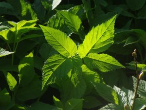 Gierschpflanzen vor der Blüte