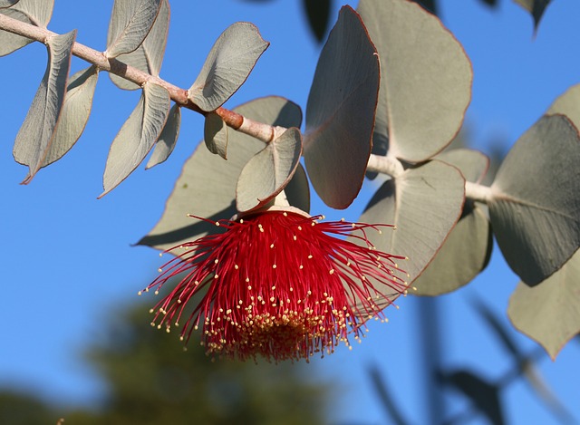 Eukalyptus