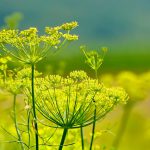 Fenchel