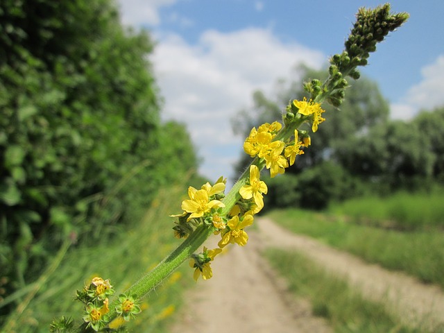 Odermennnig