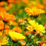 Ringelblume