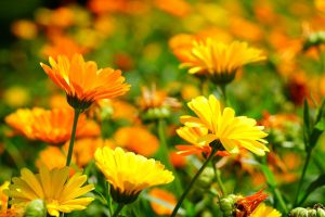 Ringelblume
