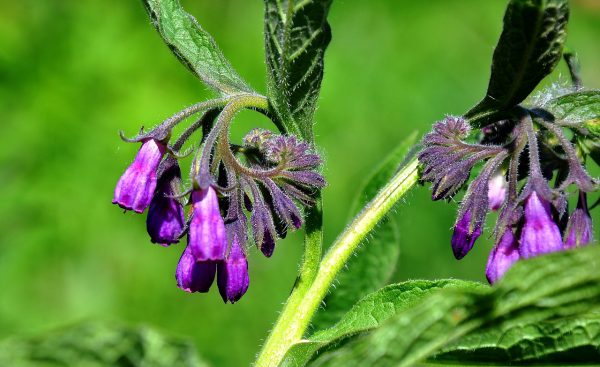 Symphytum officinalis L.