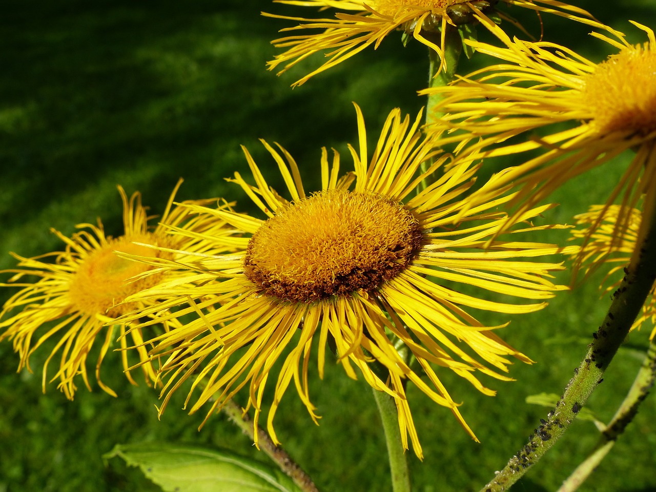 Alant (inula helenium l.) Wildkräuterwerkstatt