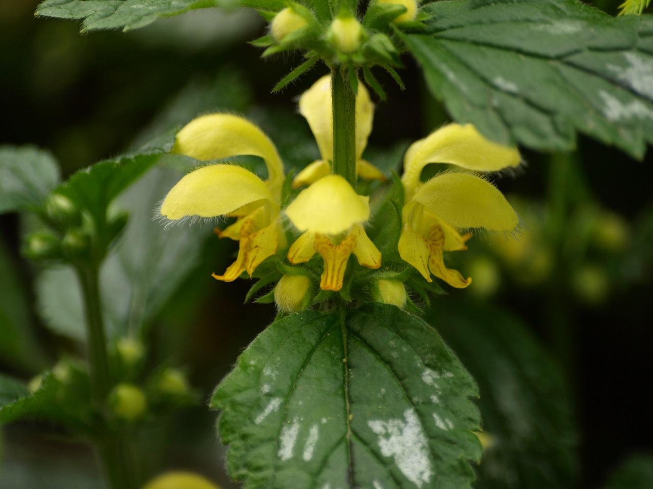 Gelbe Taubnessel lamium Galeobdolon Wildkr uterwerkstatt gelbe-taubnessel-lamium-galeobdolon-wildkr-uterwerkstatt