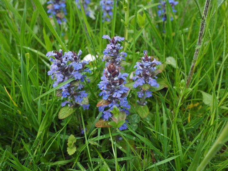 Gnsel, kriechender (ajuga reptans)  Wildkruterwerkstatt