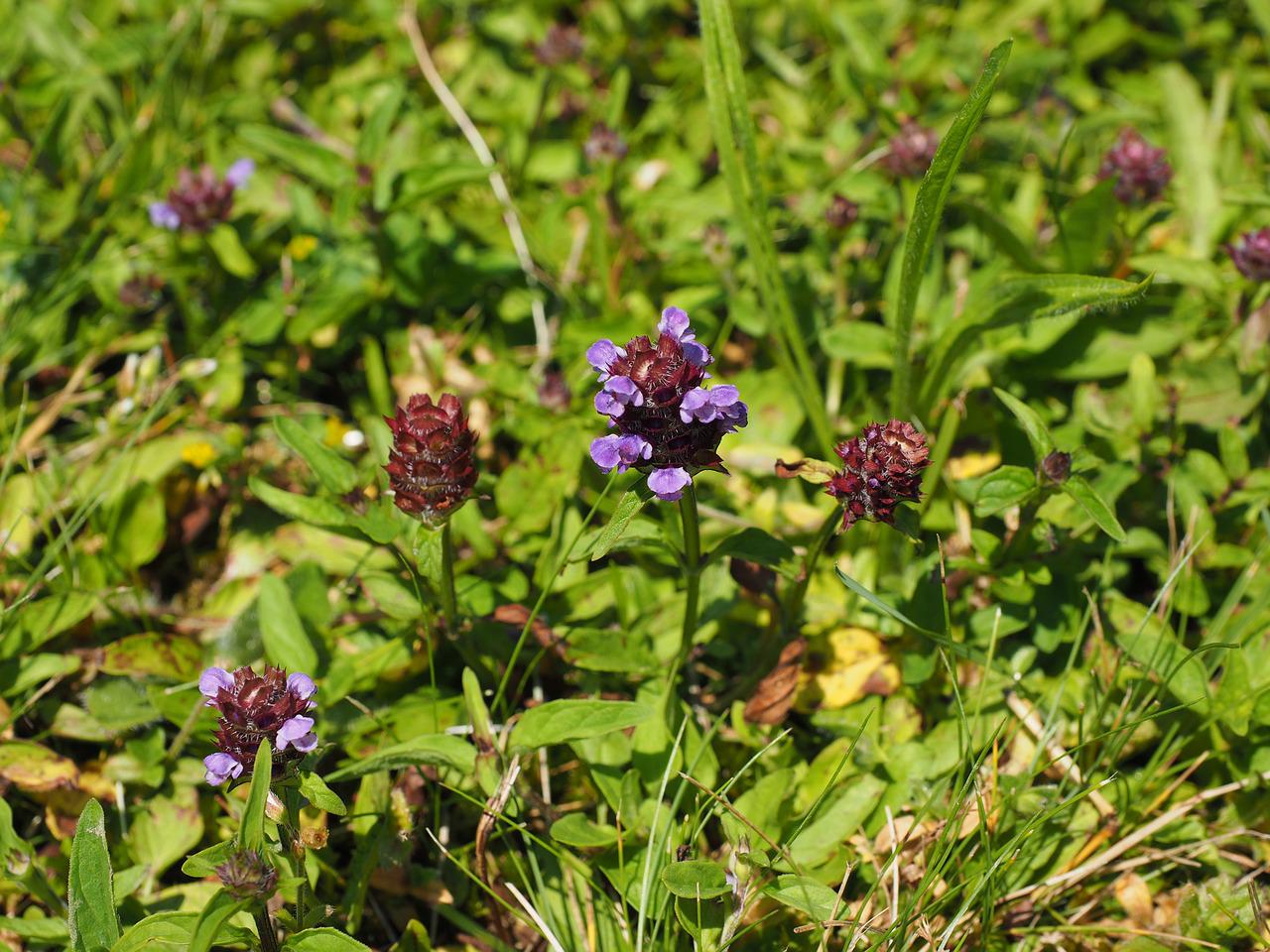 Braunelle (prunella vulgaris) Wildkräuterwerkstatt