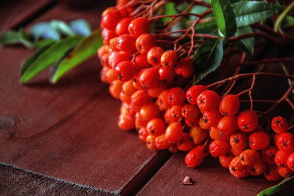 Webinar “Essbare Beeren und Früchte”