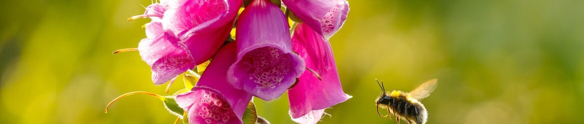 digitalis-purpurea