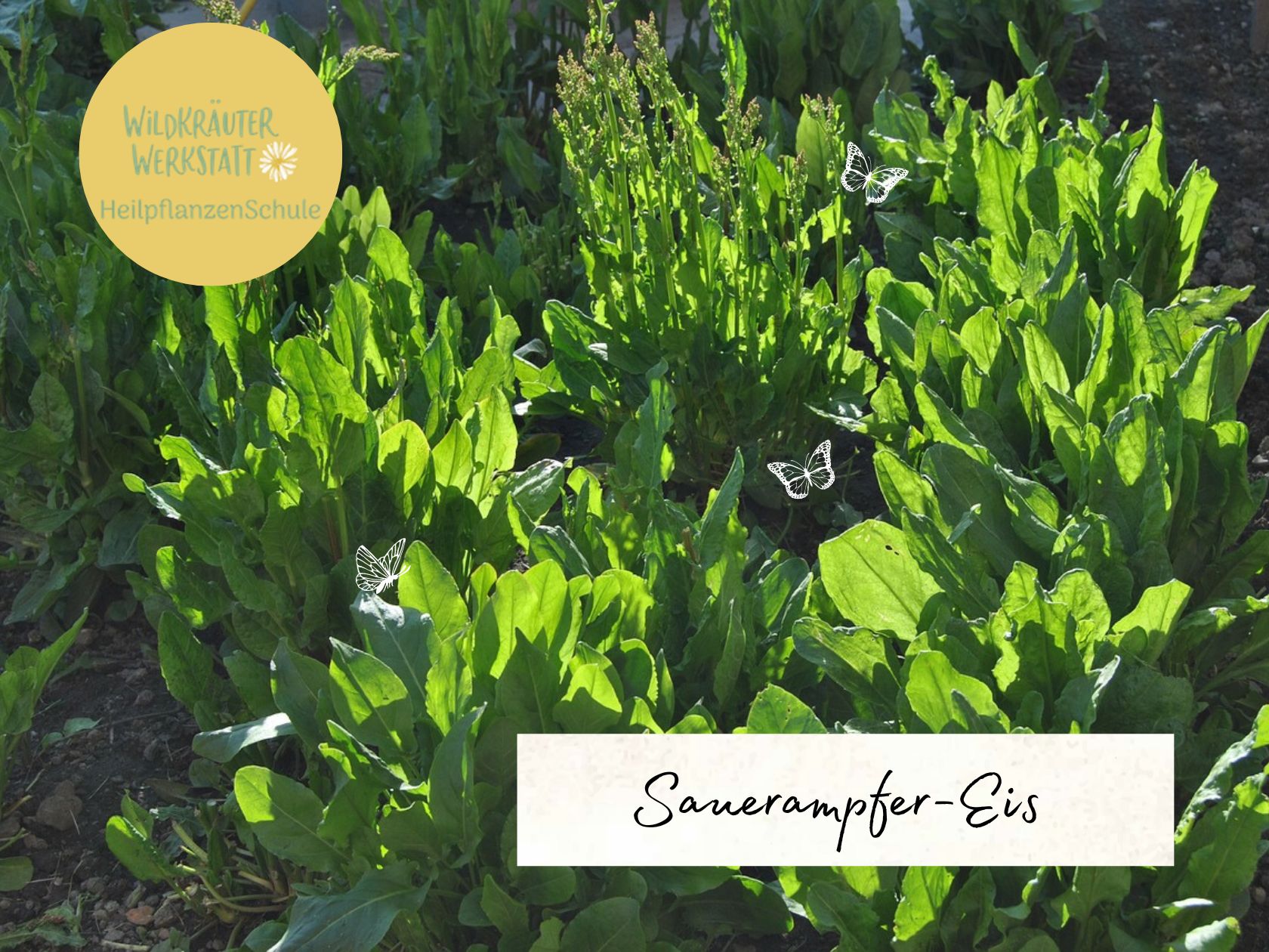 Sauerampfer-Rezepte – Wildkräuterwerkstatt