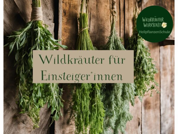 Wildkräuter für Einsteiger*innen