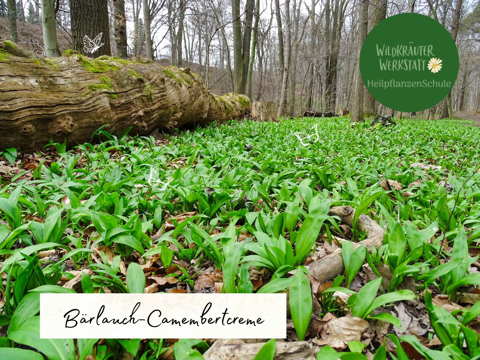 Bärlauch-Camembertcreme – Wildkräuterwerkstatt