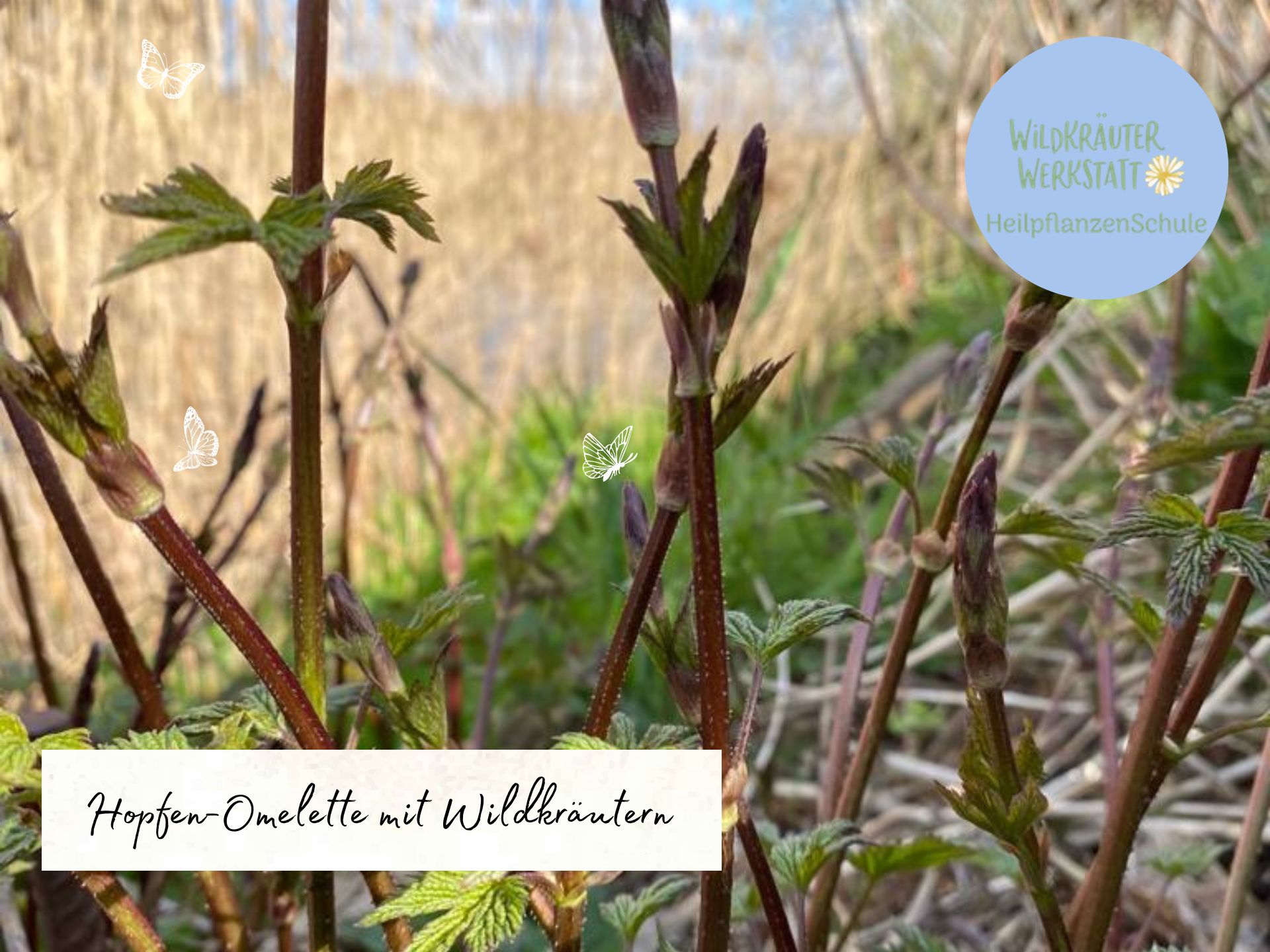 Hopfen-Rezepte – Wildkräuterwerkstatt