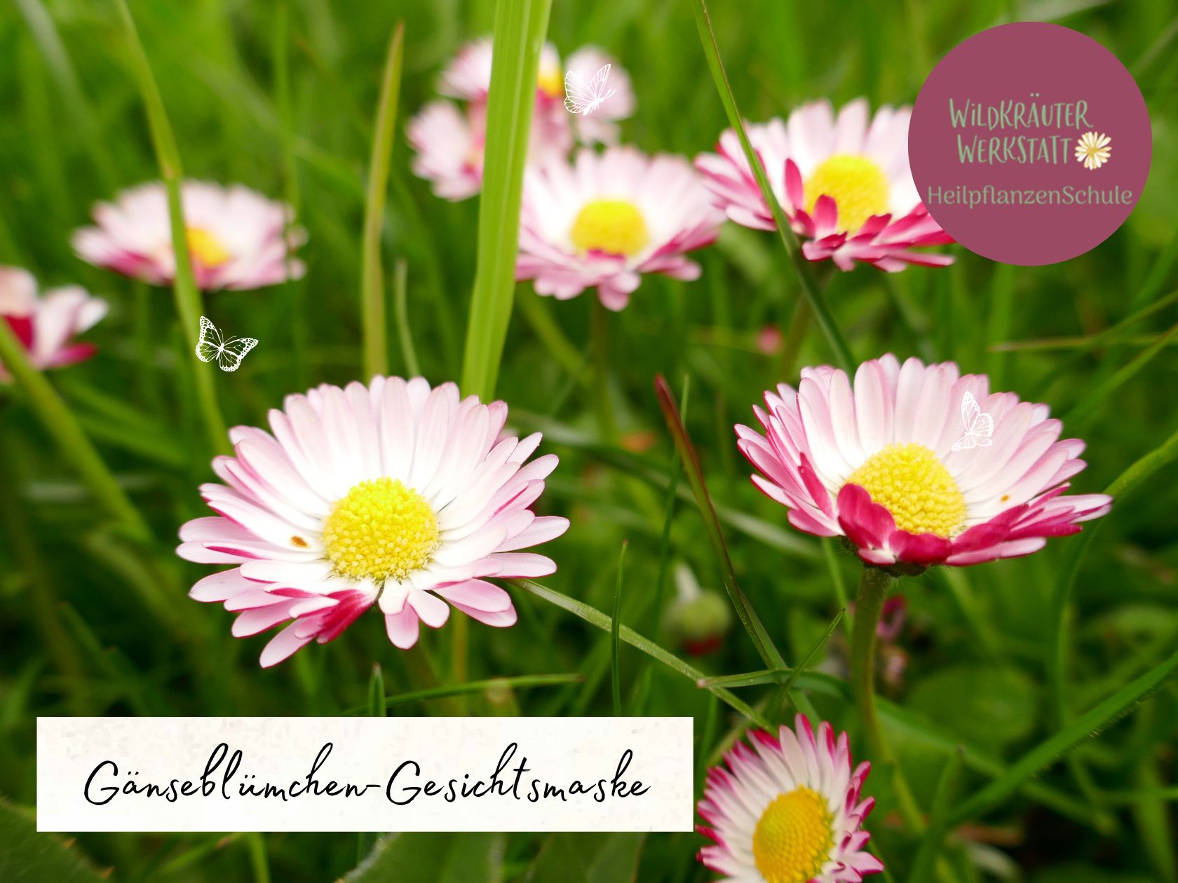 Gänseblümchen Gesichtsmaske – Wildkräuterwerkstatt Gänseblümchen Gesichtsmaske – Wildkräuterwerkstatt