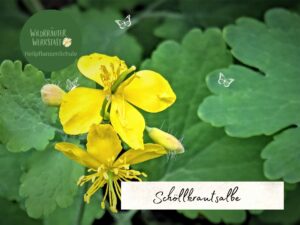 gelbe schöllkrautblüten mit blättern