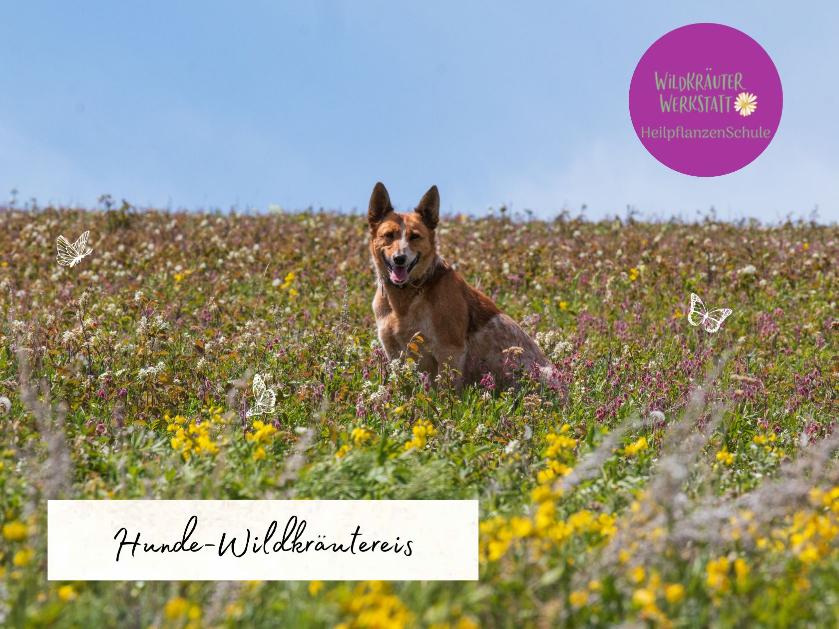 Tier-Rezepte – Wildkräuterwerkstatt