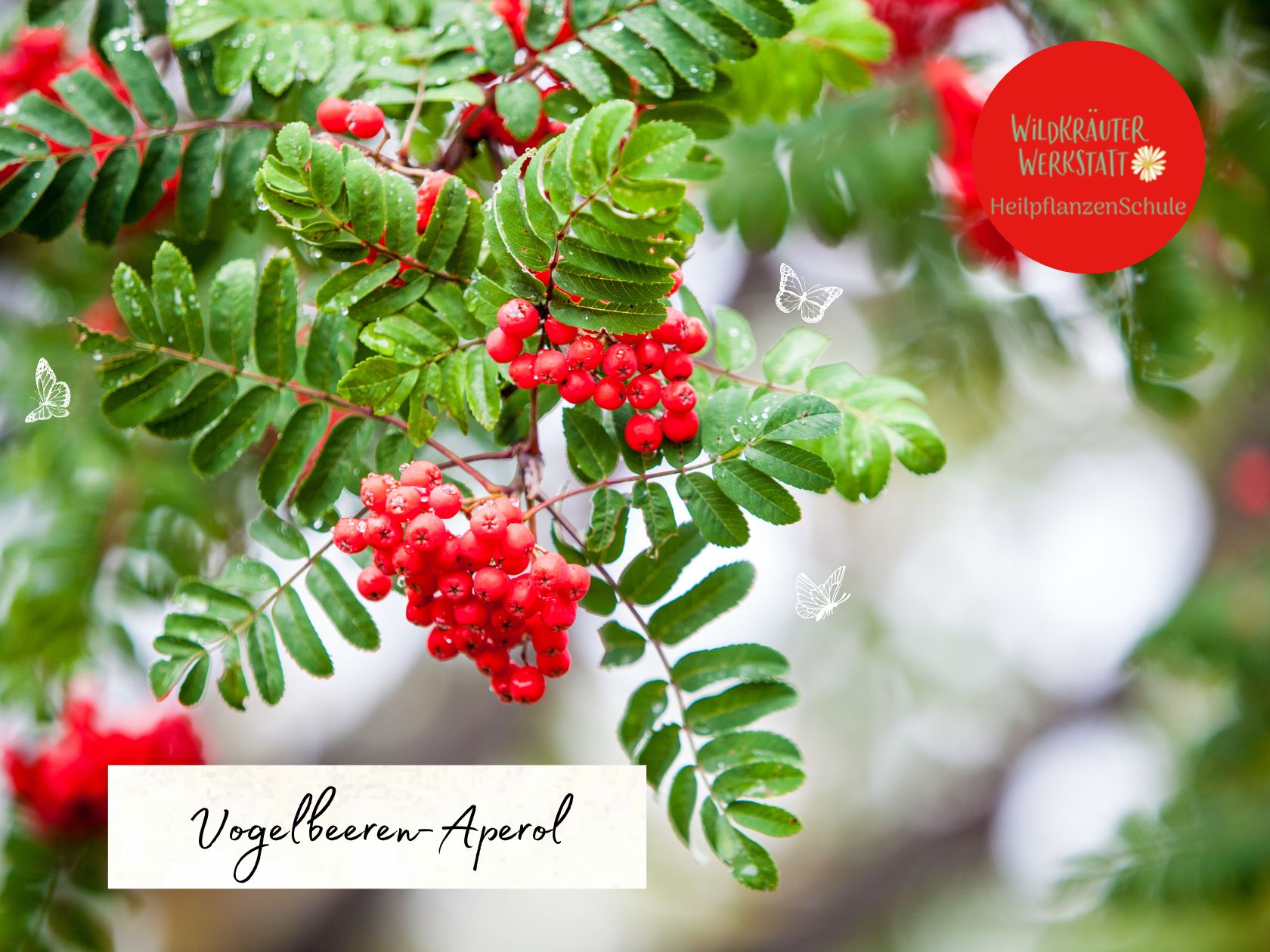 Vogelbeeren-Aperol – Wildkräuterwerkstatt