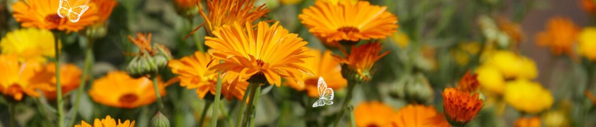 Ringelblumen-Salat