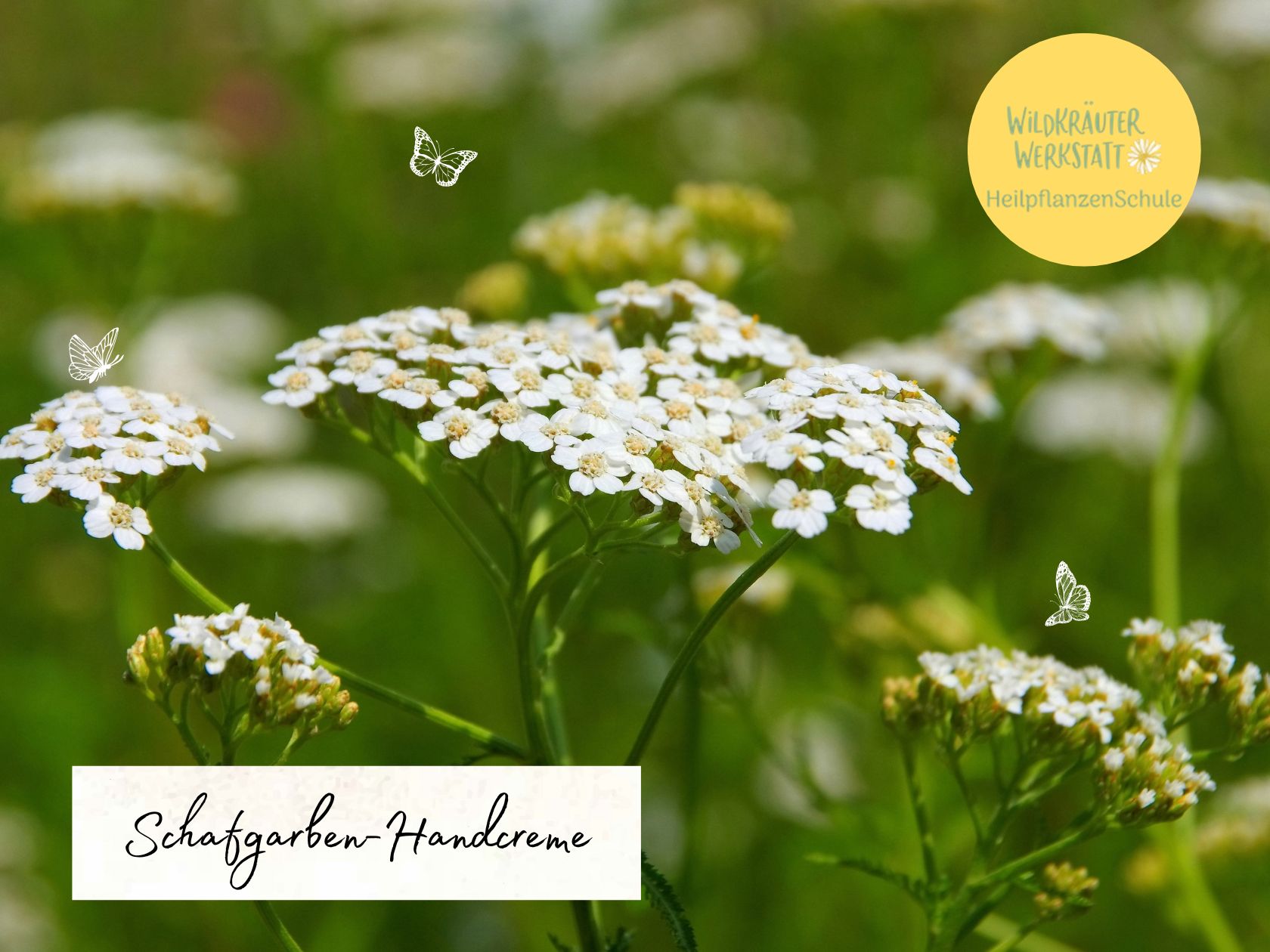 Schafgarben-Handcreme – Wildkräuterwerkstatt