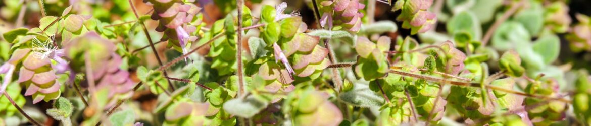 Diptam (Origanum dictamnus)