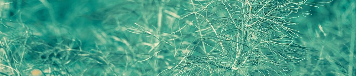 Fenchel