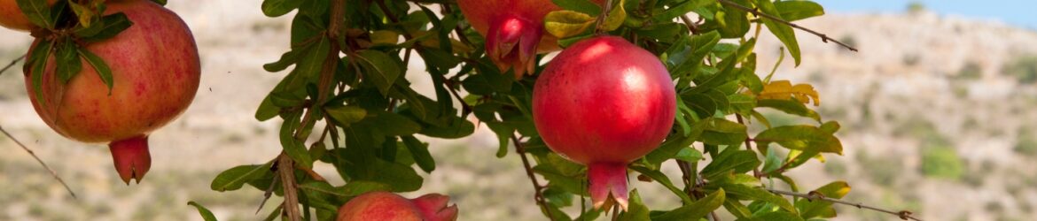 Granatapfel