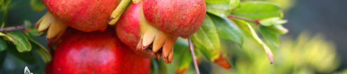 Granatapfel ( Punica granatum)