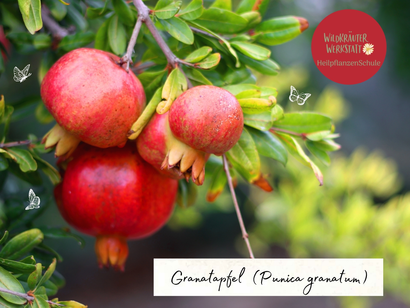 Granatapfel – Frucht der Götter und Symbol des Lebens ...