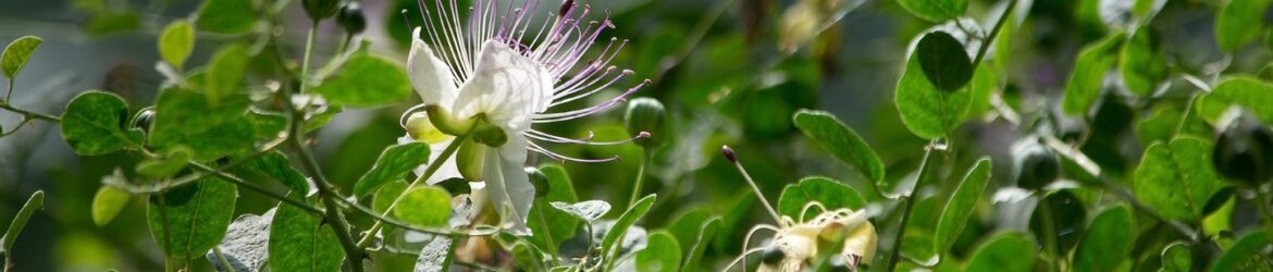Kapernstrauch (Capparis spinosa)