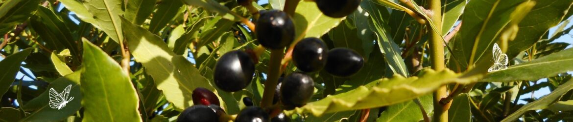 Lorbeer (Laurus nobilis)