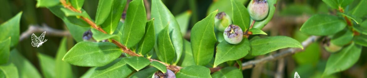 Myrte (Myrtus communis)