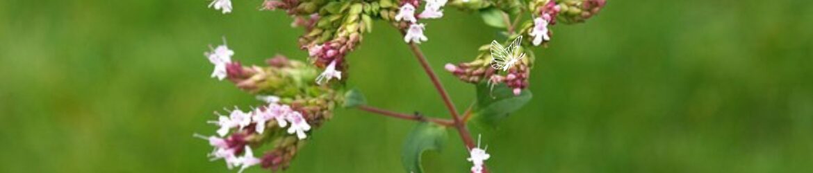 Oregano (Origanum vulgare ssp.hirtum) (1)