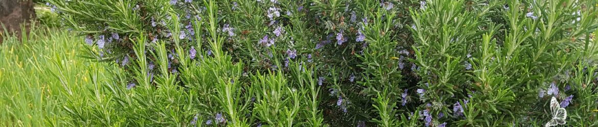 Rosmarin (Rosmarinus officinalis)