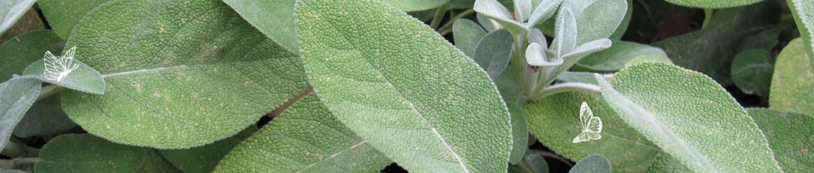Salbei (Salvia officinalis)
