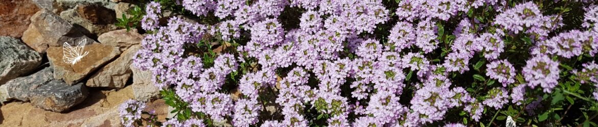 Thymian (Thymus vulgaris)