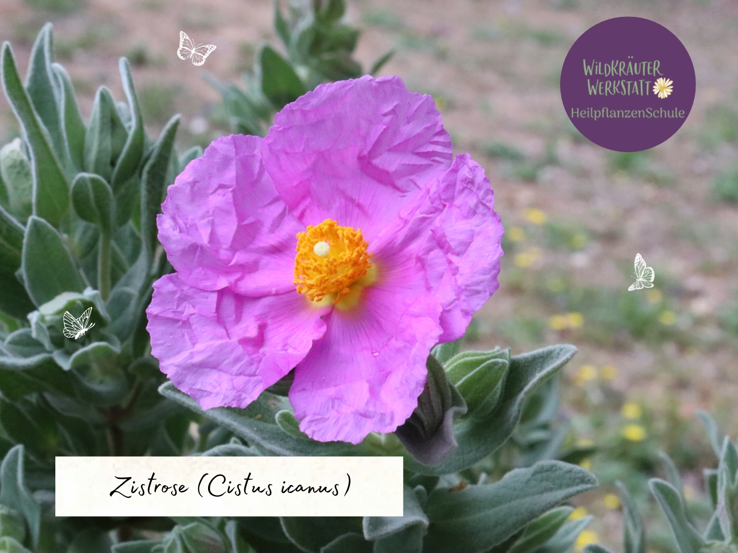 Zistrose – Harz der Sonne – Wildkräuterwerkstatt Zistrose – Harz der Sonne – Wildkräuterwerkstatt