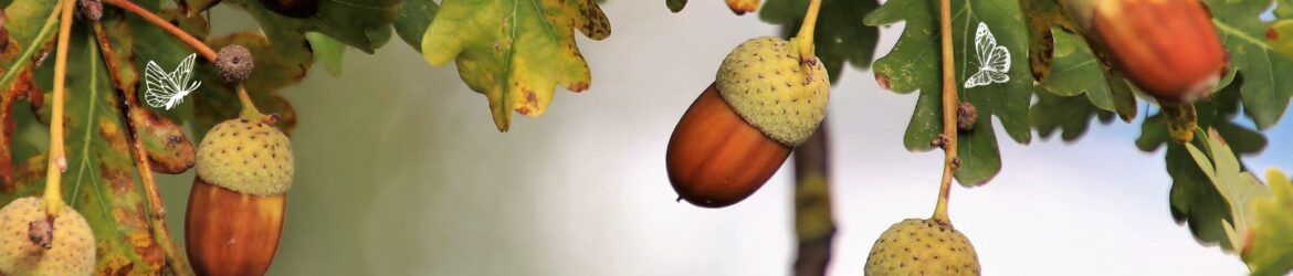zweig mit reifen, braunen eicheln