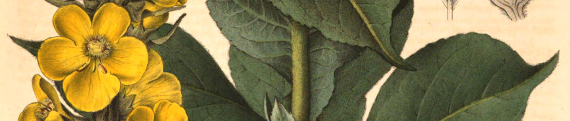 verbasci thapsiforme