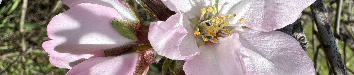Apfelblüte