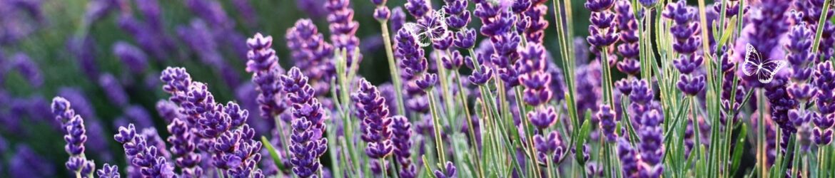 Lavendel ein Hauch von Provence