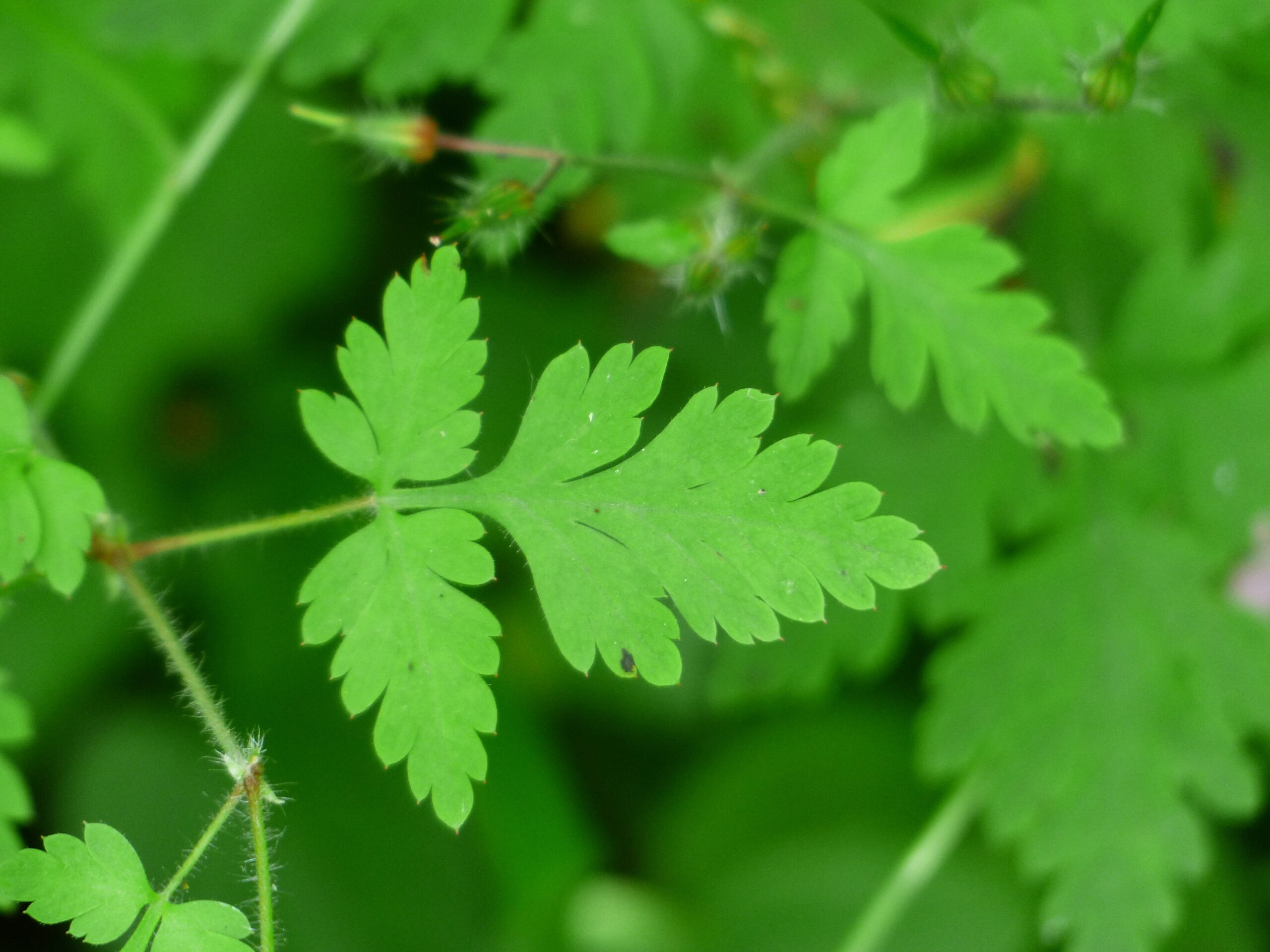 Storchenschnabel Blatt