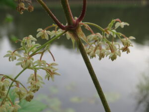 männliche Hopfenblüte Auf dem Foto sind die männlichen Blüten des Hopfens zu sehen. Sie hängen in lockeren, verzweigten Rispen am Stängel und bestehen aus vielen kleinen, hellgrün bis gelblich gefärbten Einzelblüten mit deutlich sichtbaren Staubblättern.