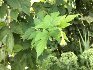 Auf dem Foto ist die weibliche Blüte des Hopfens zu sehen. Sie sitzt dicht am Trieb und besteht aus kleinen grünen Blättchen, aus denen feine, helle, fadenförmige Narben herausragen. Aus diesen Blüten entwickeln sich später die typischen Hopfenzapfen.