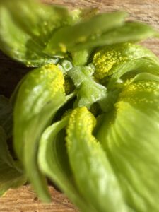Makroaufnahme eines geöffneten grünen Hopfenzapfens: Zwischen den weichen, hellgrünen Schuppen sitzen zahlreiche leuchtend gelbe, körnchenartige Lupulindrüsen, die im Sonnenlicht deutlich sichtbar sind. Makroaufnahme eines geöffneten grünen Hopfenzapfens: Zwischen den weichen, hellgrünen Schuppen sitzen zahlreiche leuchtend gelbe, körnchenartige Lupulindrüsen, die im Sonnenlicht deutlich sichtbar sind.