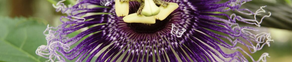 passionsblume