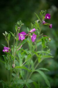 Das Kleinblütige Weidenröschen ist eine aufrechte, eher zierliche Pflanze mit schmalen, leicht behaarten Blättern und kleinen blassrosa bis rosavioletten Blüten mit vier leicht eingekerbten Blütenblättern.