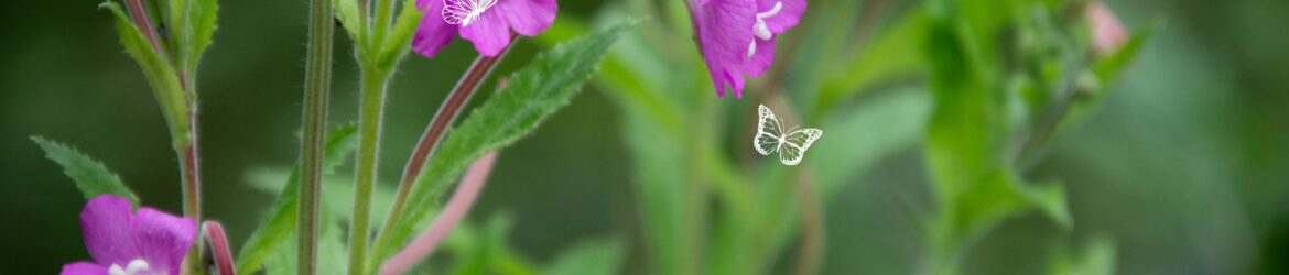 Das Kleinblütige Weidenröschen ist eine aufrechte, eher zierliche Pflanze mit schmalen, leicht behaarten Blättern und kleinen blassrosa bis rosavioletten Blüten mit vier leicht eingekerbten Blütenblättern.