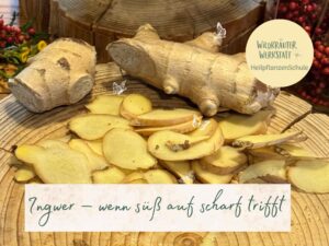 Auf einer rustikalen Holzscheibe liegen zahlreiche dünne, goldgelbe Ingwerscheiben und zwei große, ungeschälte Ingwerwurzeln. Im Hintergrund sind rote Beeren und gelbe Blüten zu sehen. Kleine weiße Schmetterlingszeichnungen schmücken das Bild. Oben rechts befindet sich das runde Logo der Wildkräuterwerkstatt. Am unteren Bildrand steht in grüner Handschrift auf hellem Hintergrund: „Ingwer – wenn süß auf scharf trifft“.