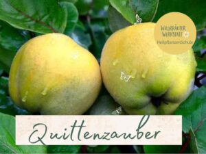 2 Quitten mit Blättern